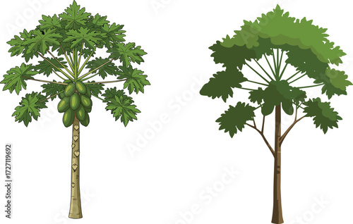 Papaya Tree and Tropical Tree Botanical Illustration for Educational, Agricultural, and Nature-Themed Content with Green Leaves and Fruit Details