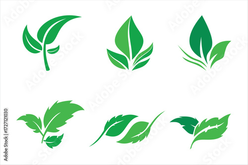 example of a leaf