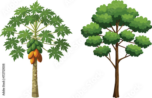 Papaya Tree with Ripening Fruits and Deciduous Tree Side by Side, Botanical Comparison of Tropical and Broadleaf Trees in Nature