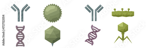 3D models of viruses, antibodies, and DNA structures for educational purposes in biology