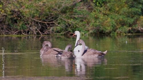 a family of swans on a lake on a sunny day, 4k