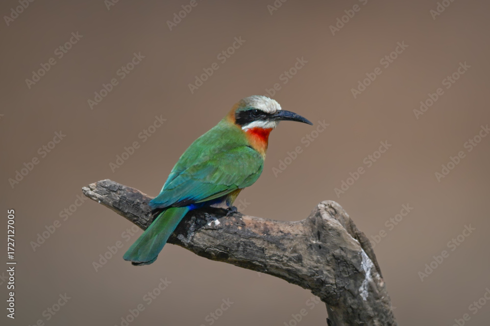 Fototapeta premium White-fronted bee-eater on dead log facing right