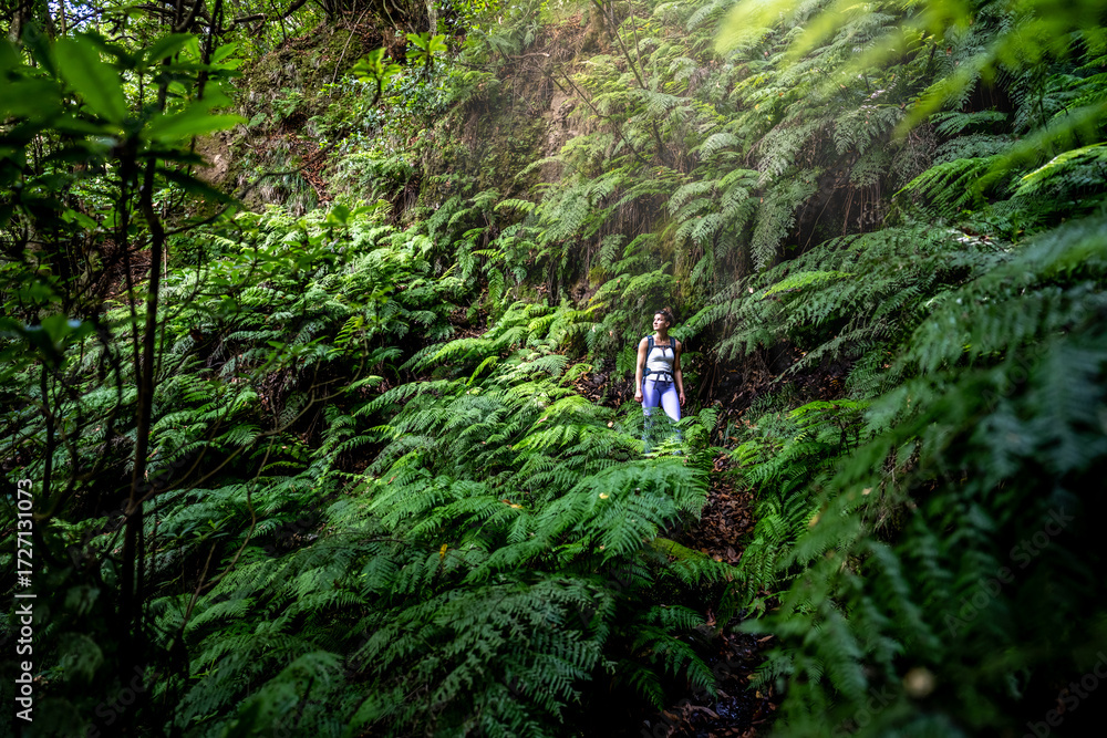Fototapeta premium A hiker walks down on a green jungle path overgrown with ferns. The rainforest is located in São Vicente on the island of Madeira in Portugal.