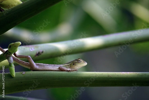 lizard on a tree