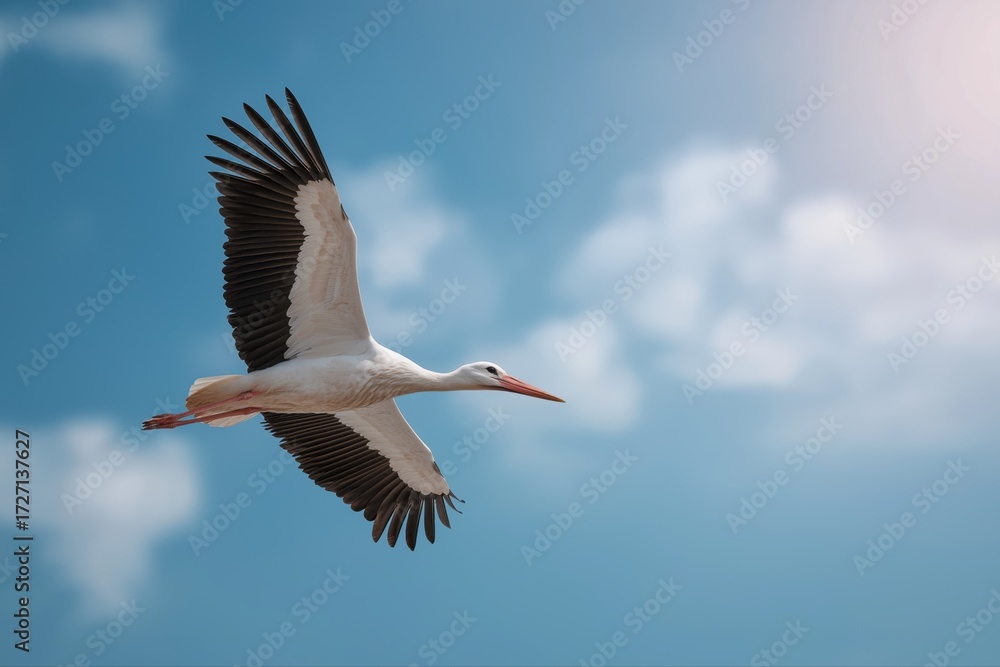 Fototapeta premium Graceful stork soaring in the sky under sunlight