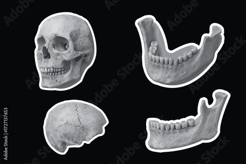 realistic vector x ray image of human skull