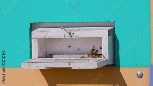 Bees at the entrance of a beehive where they come to enter to deposit pollen, 4k