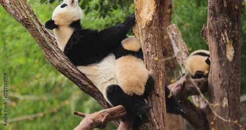 Giant pandas playing in the zoo