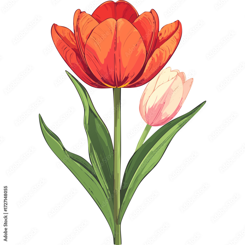 Fototapeta premium Hand Drawn Watercolor Tulip Flowers Illustration