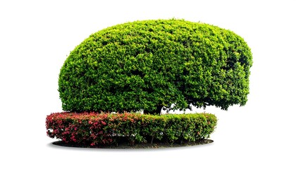 Lush topiary with vibrant green foliage and a colorful border