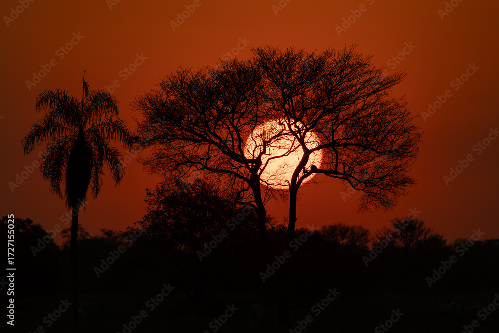 Fototapeta premium Sun setting behind some trees