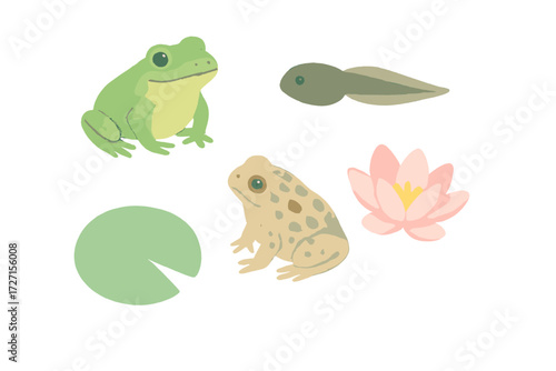 Green frog, brown toad, tadpole, lily pad, and pink lotus flower in a freshwater pond ecosystem