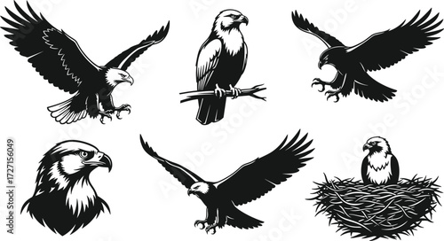 Set of bold eagle vector illustrations showing flying, perched, hunting, nesting poses with detailed bald eagle head wild design