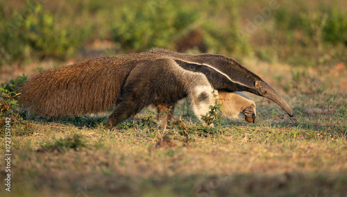 Giant anteater in Pantanal, Brazil. 