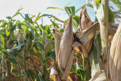 A close-up of corn plants in a field showing damaged, brown-tipped leaves and dried husks. Corn on a field, good harvest.