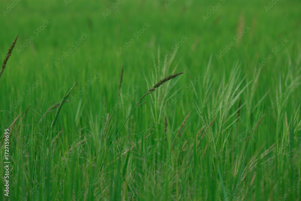 Obraz premium rice landscape, green grass background. landscape from Thialand.