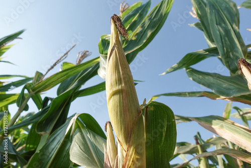 Vibrant corn stalks rise in a sunlit field, showcasing green leaves and mature ears.