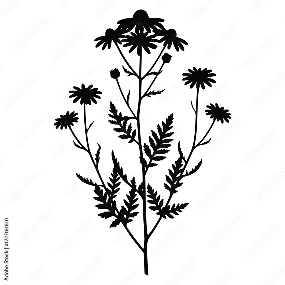 Fototapeta premium Elegant Tanacetum Vulgare Silhouette Design Against a White Background