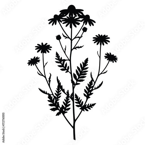 Elegant Tanacetum Vulgare Silhouette Design Against a White Background