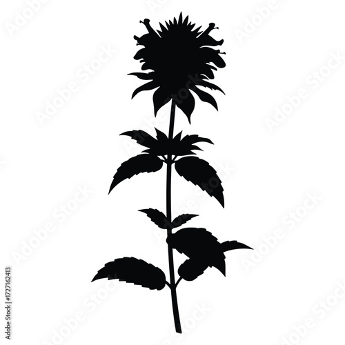 Monarda Flower Silhouette Beautiful Black and White Design Element