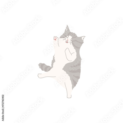cat on a white background