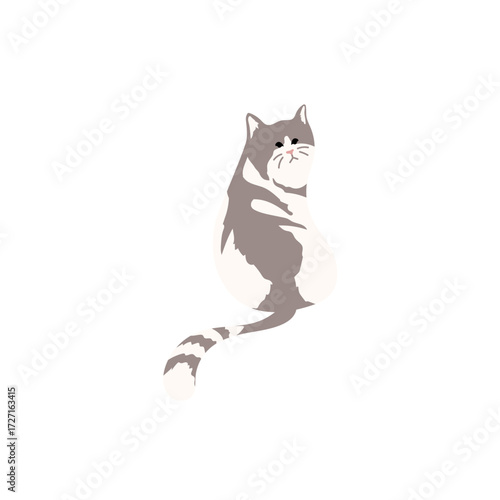 black cat on white background