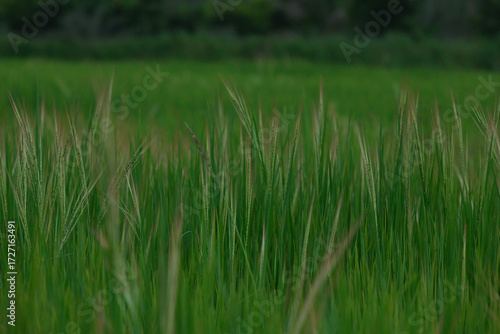 rice field in thailand