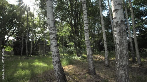 Wallpaper Mural Wide-angle moving shot through an old park area, passing between birch trees on a sunny day. In the distance, a forgotten, abandoned structure becomes visible. The light filters through the branches,  Torontodigital.ca
