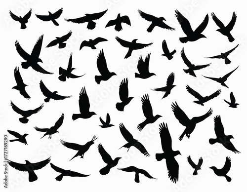 Flying birds silhouettes on white background. Vector illustration. isolated bird flying