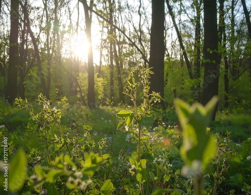Sunlight filters through forest floor