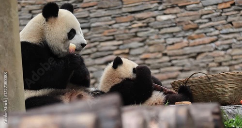 Giant panda eating bamboo shoots in the zoo