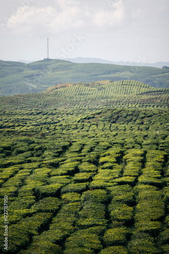 Vast green tea plantation with rolling hills under a cloudy sky and distant communication tower. Near Gunung  Kerinci Volcano in Kayu Aro, Kerinci Regency, Jambi, Indonesia