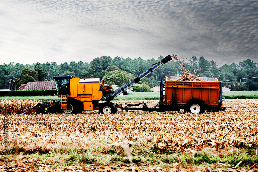 Fototapeta premium Combine harvester harvesting corn cobs.
