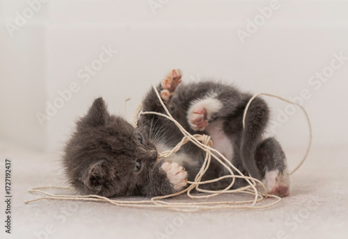 Close-up of a grey and white Kitten lying on the floor playing with a piece of string