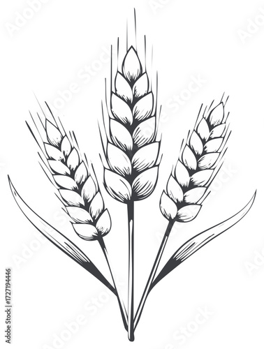 Wheat Stalks Sketch Illustration, Black and White Crop Plants Hand Drawn Graphic