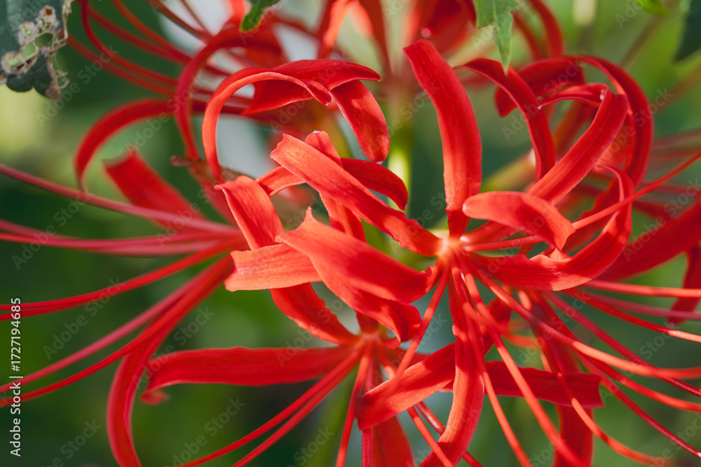 Fototapeta premium 秋の花 赤い彼岸花のアップ03