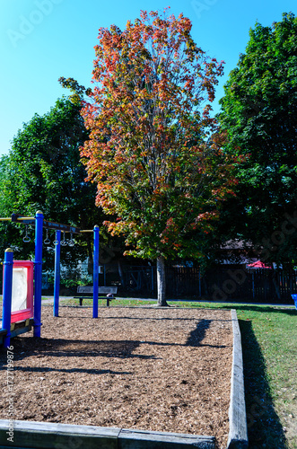 Single maple tree in early fall colour next to a playground