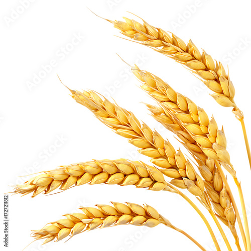 Watercolor Malt for Beer production. Wheat Grains on Png isolated background. 