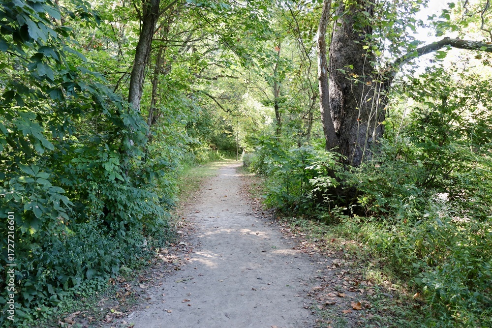 Fototapeta premium The hiking path in the forest on a summer day.