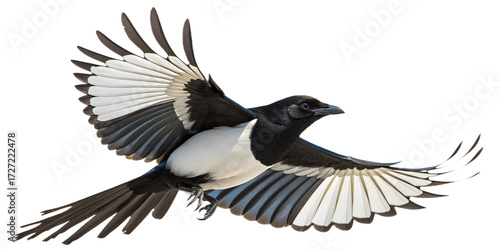Magpie PNG – Realistic Flying Black and White Bird on Transparent Background