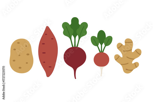 Colorful collection of fresh root vegetables including potato, sweet potato, beet, radish, and ginger, healthy food ingredients