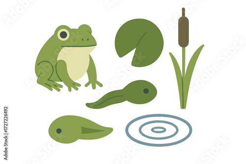 Amphibian life cycle elements featuring a green frog, developing tadpoles, a lily pad, and cattail plant in a freshwater pond