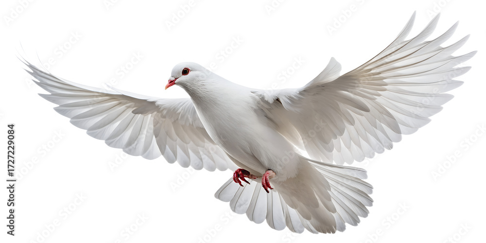 Obraz premium Dove PNG – Realistic Flying White Dove on Transparent Background
