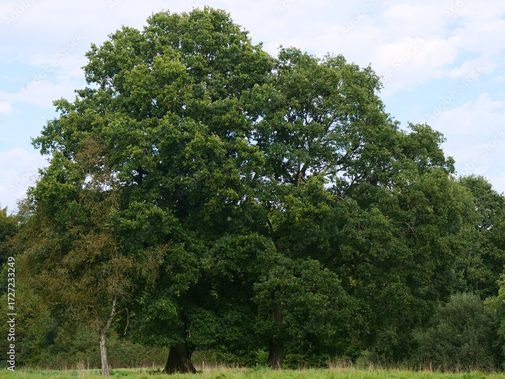 Fototapeta premium Tall oak trees standing in a summer field