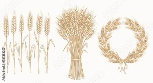 Wheat or barley ears. Harvest wheat grain, growth rice stalk and bread grains isolated vector set. Harvest wheat grain, growth rice stalk and whole bread grains. Agriculture. EPS version.