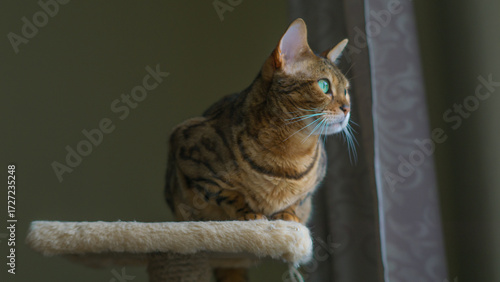 attentive bengal cat with sleek spotted coat perched on beige cat tower platform gazing out softly lit window in cozy indoor home setting ideal for pet care marketing, feline lifestyle content