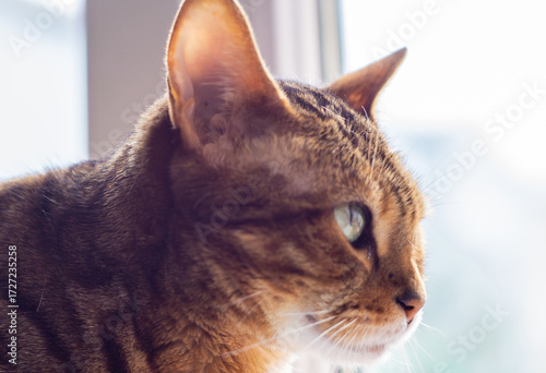  close-up side profile of tabby cat with green eye and striped brown fur illuminated by natural sunlight in bright indoor setting ideal for pet care marketing