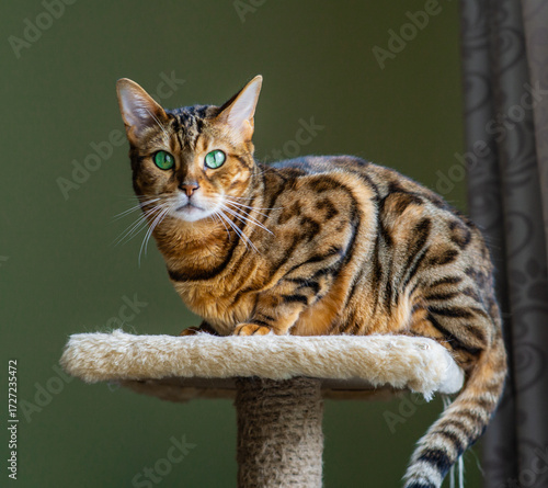  bengal cat with green eyes perched gracefully on plush cat tree platform covered in sisal rope against muted green indoor background ideal for pet care marketing