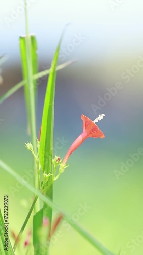 windblown flower with morning sunlight and blurred background