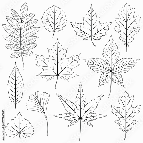 Collection of hand drawn various line leaves. Vector foliage line art illustration isolated on a white background.